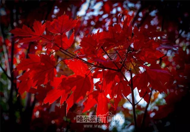 比比东视频海报